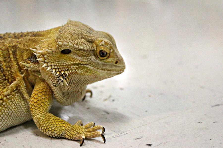 Science building gets new "mascot"