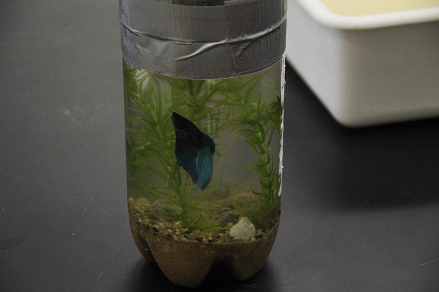 Seniors+Griffin+Mavis+and+Joseph+Sanchez+chose+to+purchase+a+Beta+fish+outside+of+class+for+their+EcoColumn+project.