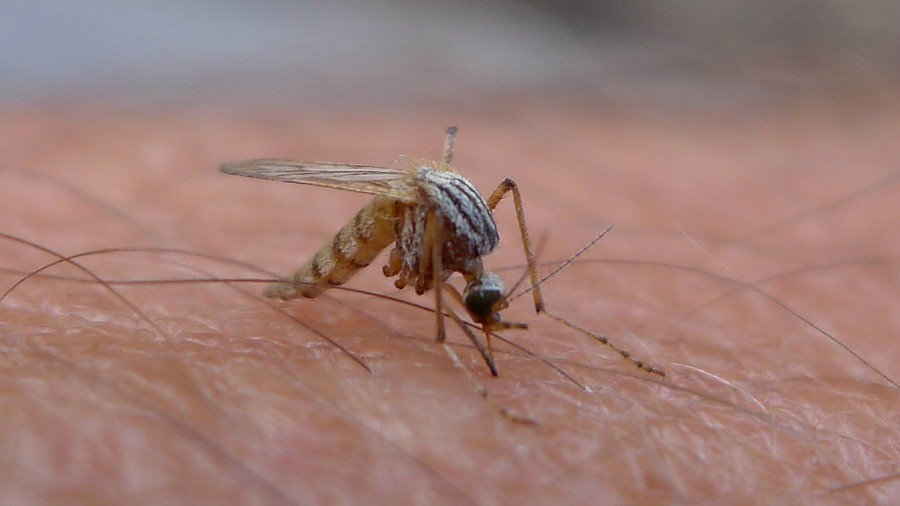 A mosquito beginning its ritual on the skin. This is the main way to contract the Zika virus.