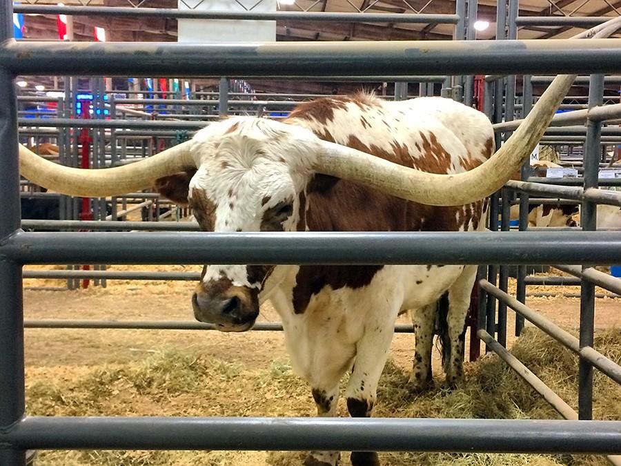 A+longhorn+steer+is+just+one+of+the+animals+on+display+during+the+Rodeo.