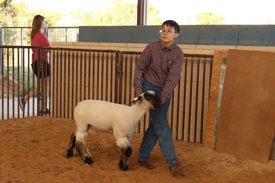 Senior Mateo Ramos showing off his lamb Ritchie at a the Showmenship show Sept. 27, where he placed second.