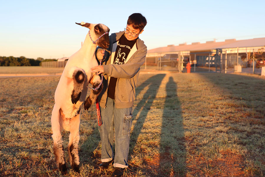 On Oct. 26, senior Mateo Ramos, lamb Ritchie stands on his hind legs next to Ramos. Ramos named Ritchie after the singer Ritchie Valens who is depicted in the movie La Bamba. 
