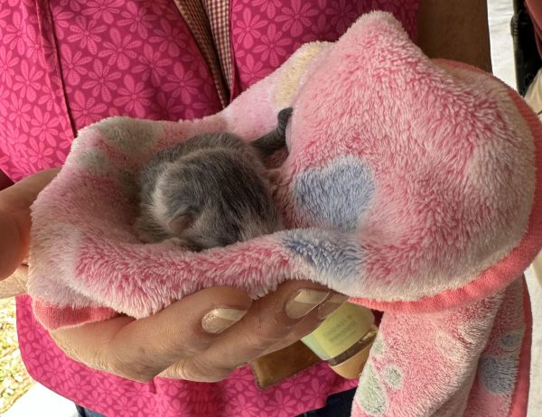 Swathed in a colorful blanket, Veraa cradles Leo. With experience in the veterinary field, the FFA advisor was the perfect woman for the job.